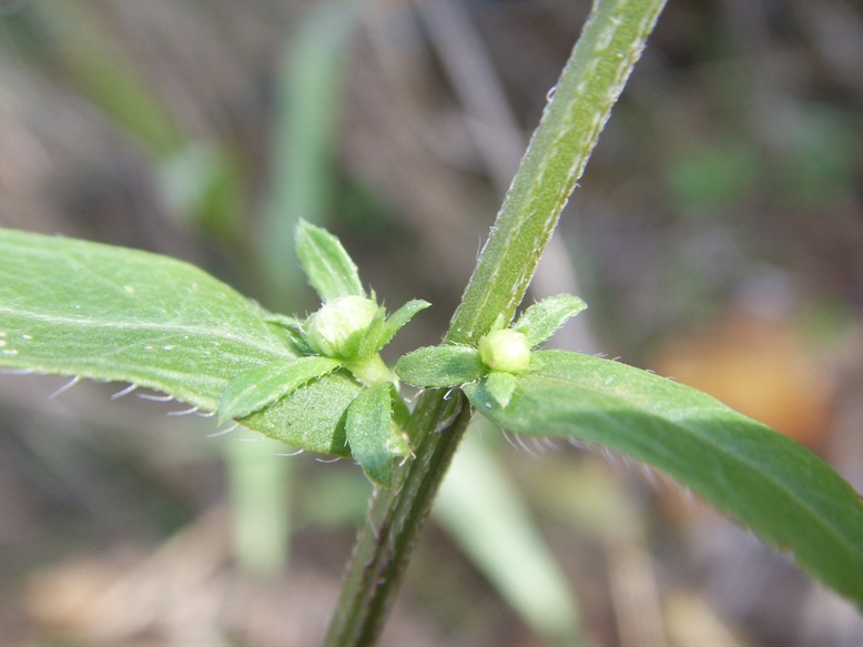 Symphyotrichum lanceolatum ?